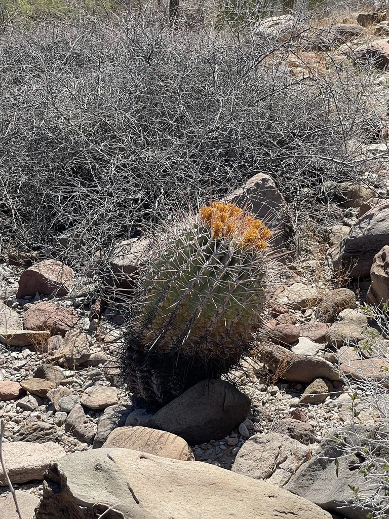 Ferocactus Emoryi Ssp. Rectispinus