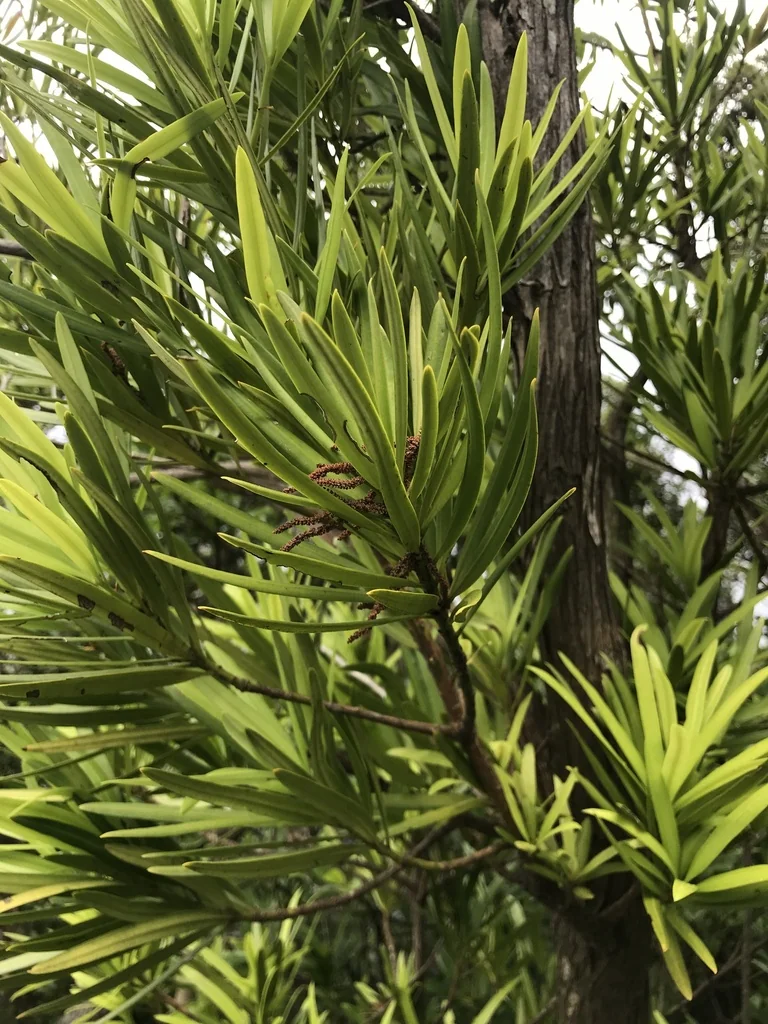 Podocarpus Macrophyllus