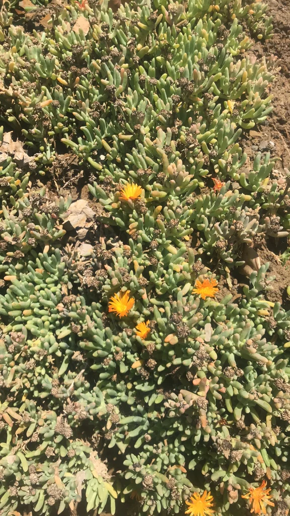 Malephora Crocea