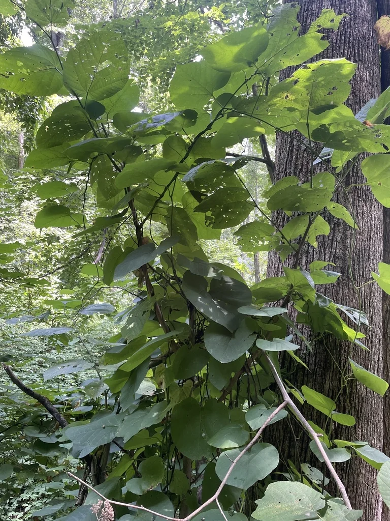 Aristolochia Durior