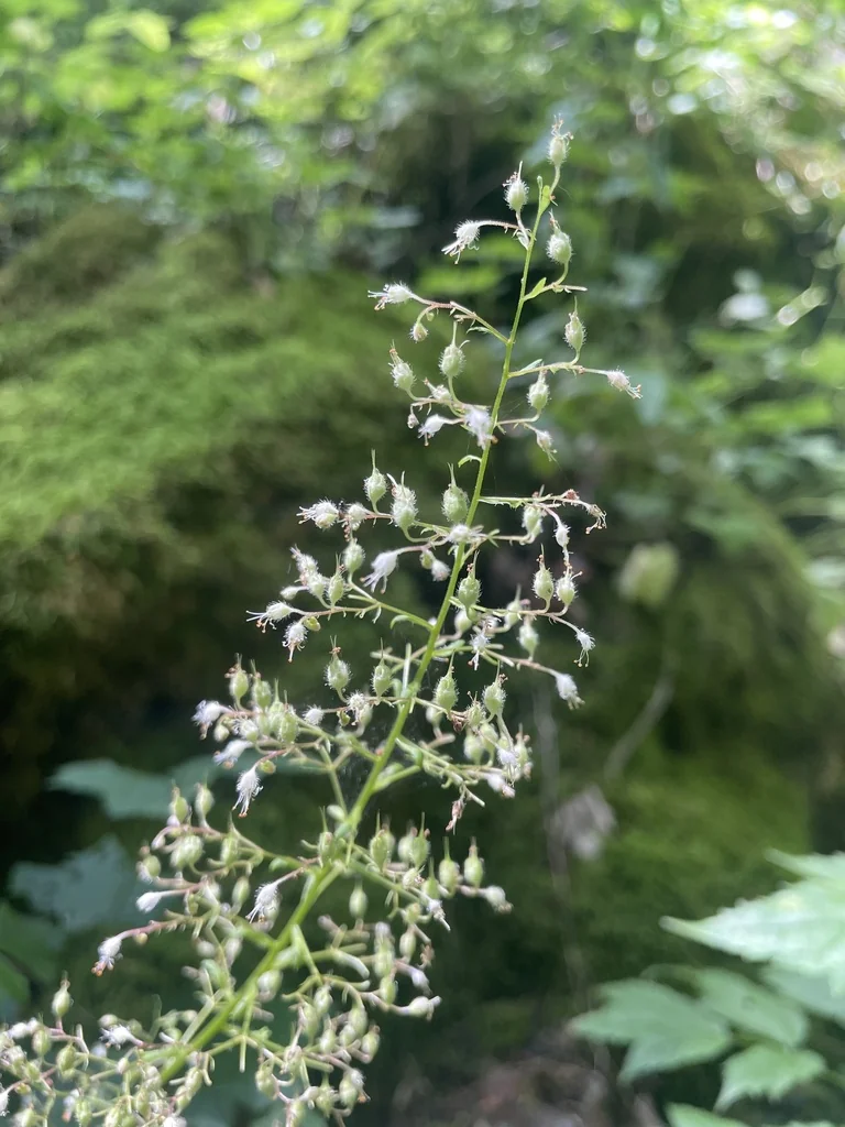 Heuchera Villosa