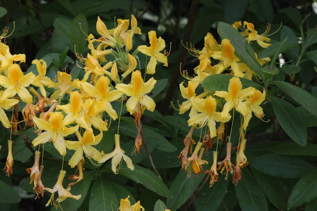 Rhododendron Luteum