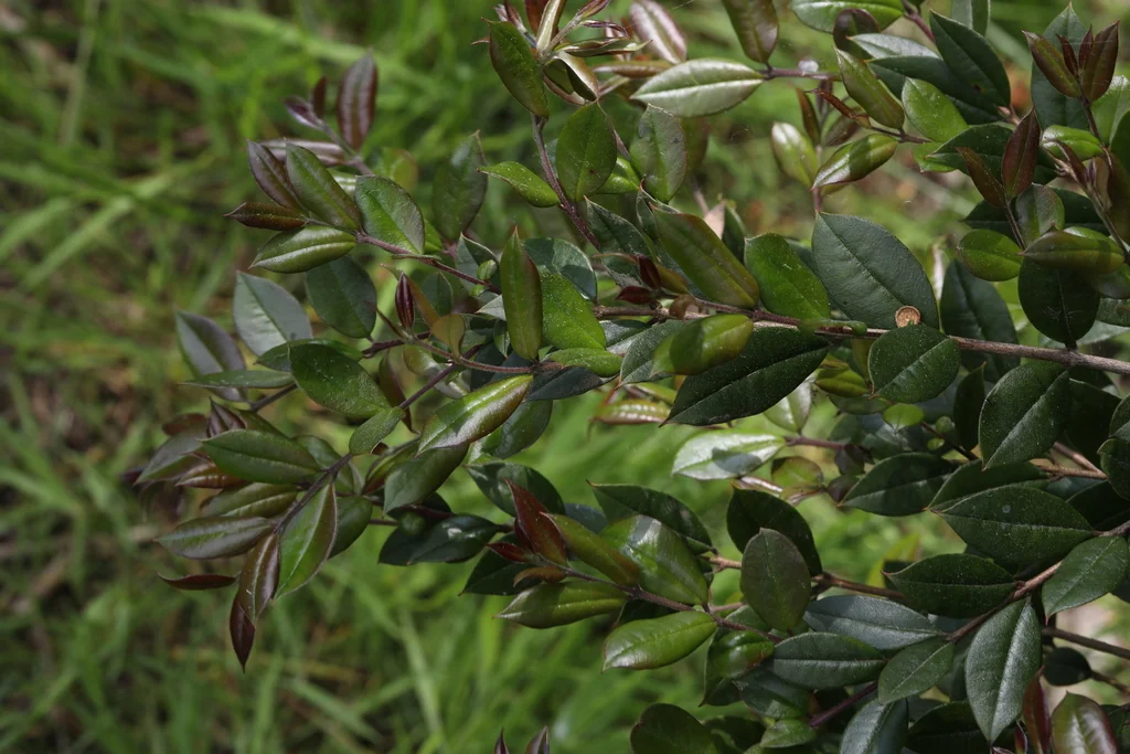 Luma Apiculata