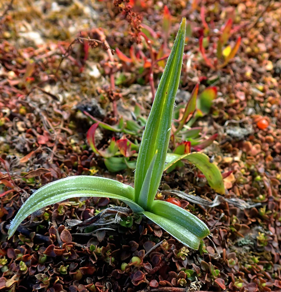 Astelia Chathamica