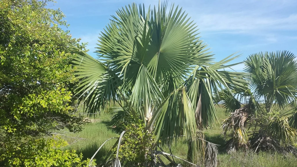 Bismarckia Nobilis