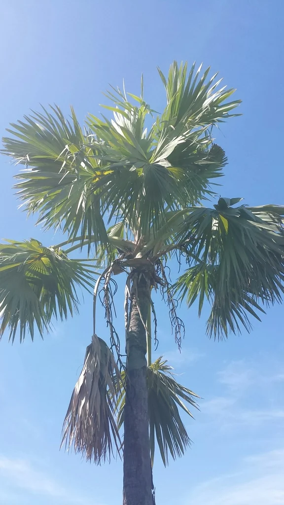 Bismarckia Nobilis