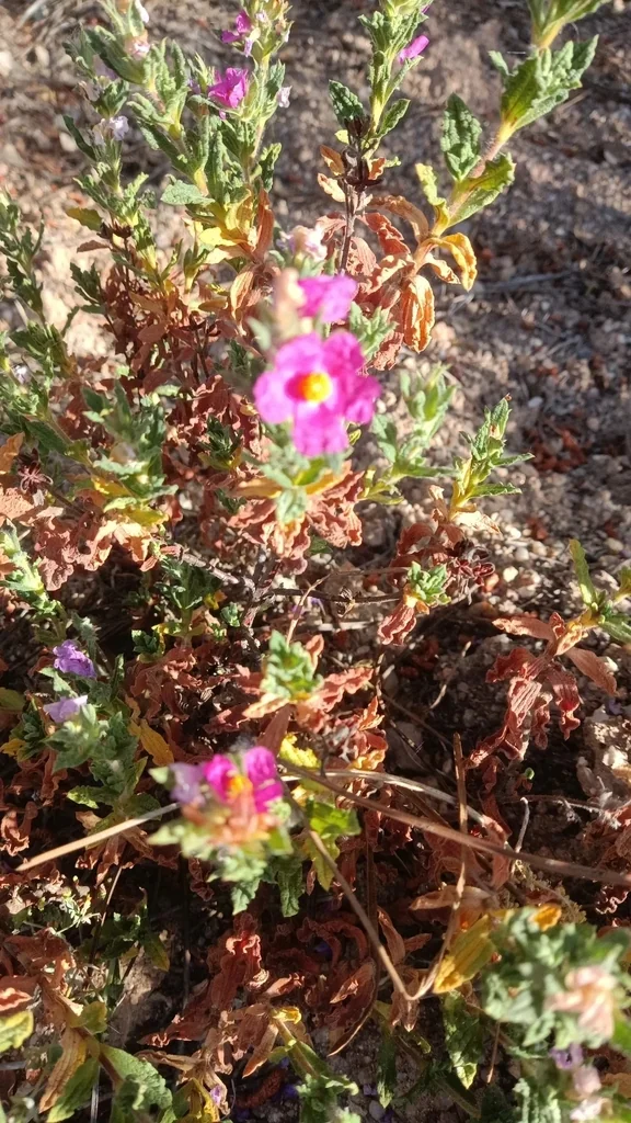 Cistus Crispus