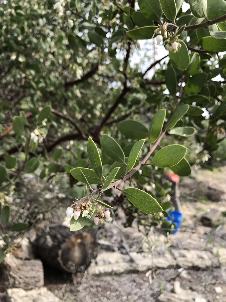 Arctostaphylos Rudis