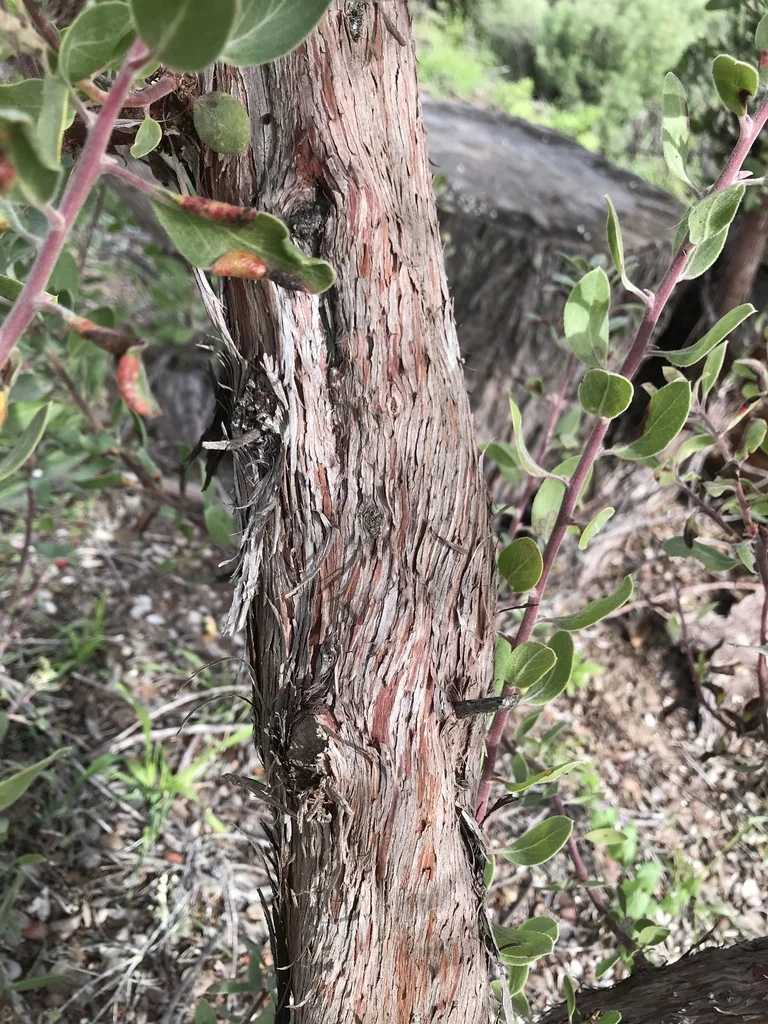 Arctostaphylos Rudis