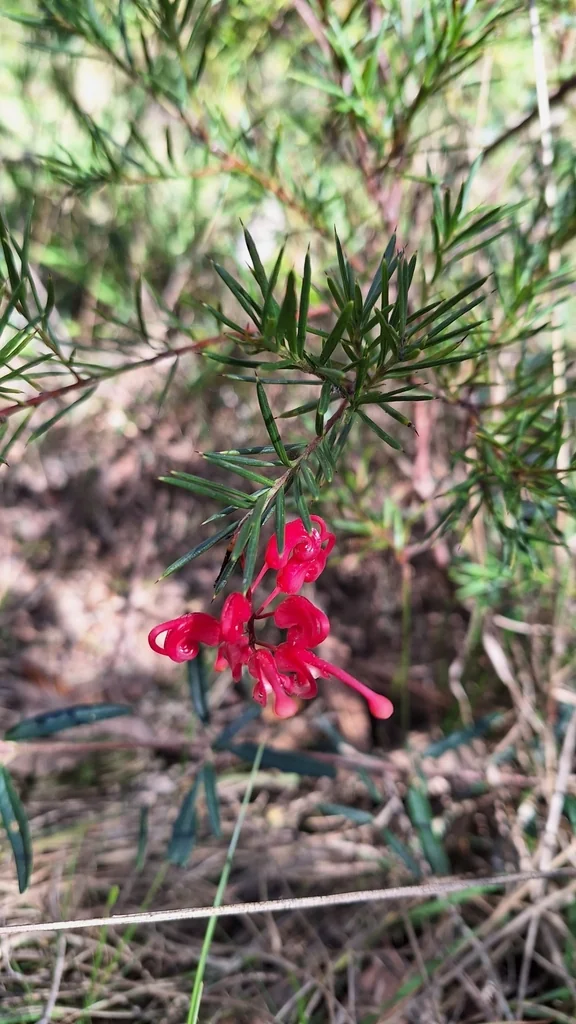 Grevillea Rosmarinifolia