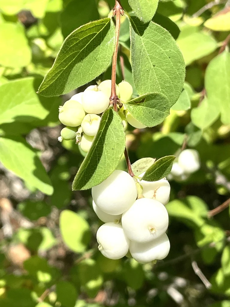 Symphoricarpos Albus Var. Laevigatus