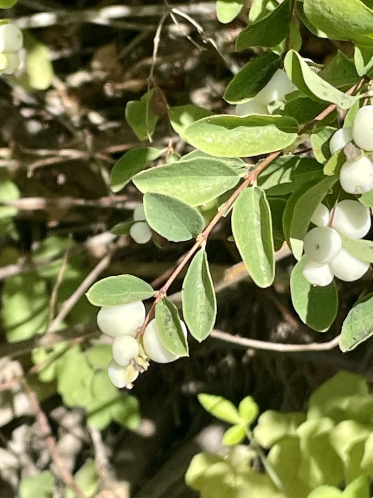 Symphoricarpos Albus Var. Laevigatus