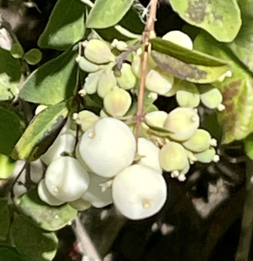 Symphoricarpos Albus Var. Laevigatus