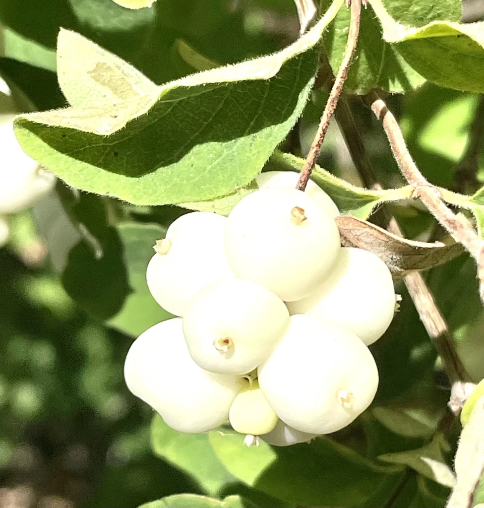 Symphoricarpos Albus Var. Laevigatus