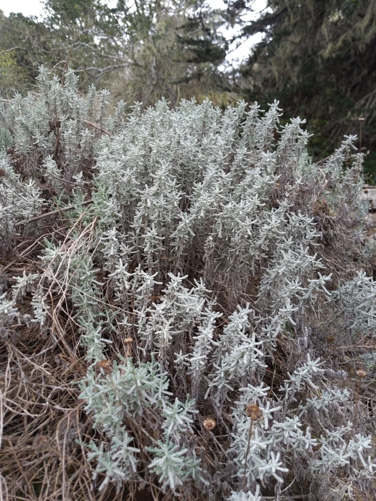 Santolina Chamaecyparissus
