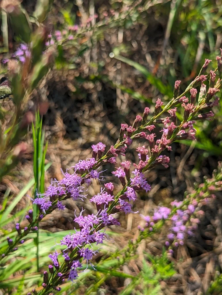 Liatris Microcephala