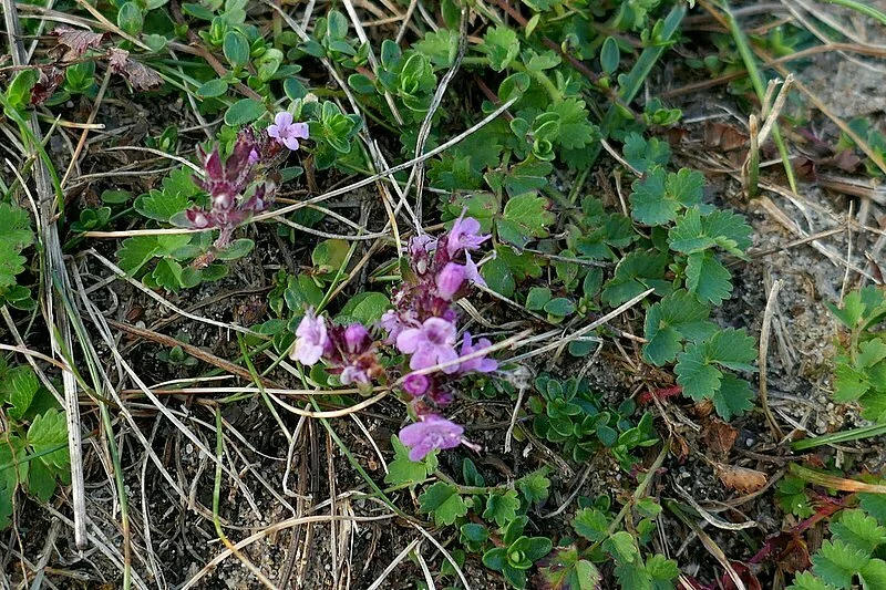 Thymus Praecox Arcticus