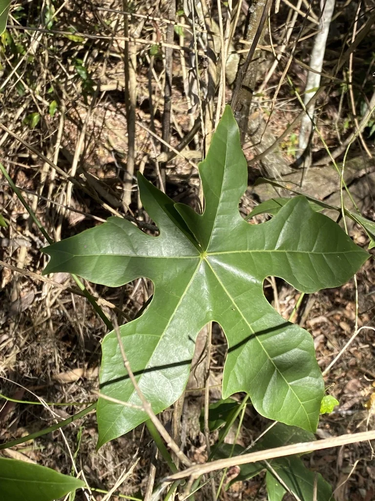 Brachychiton Acerifolius