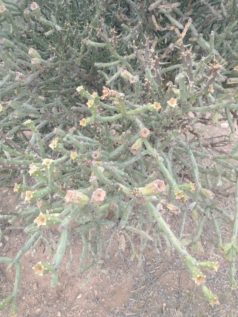 Cylindropuntia Arbuscula
