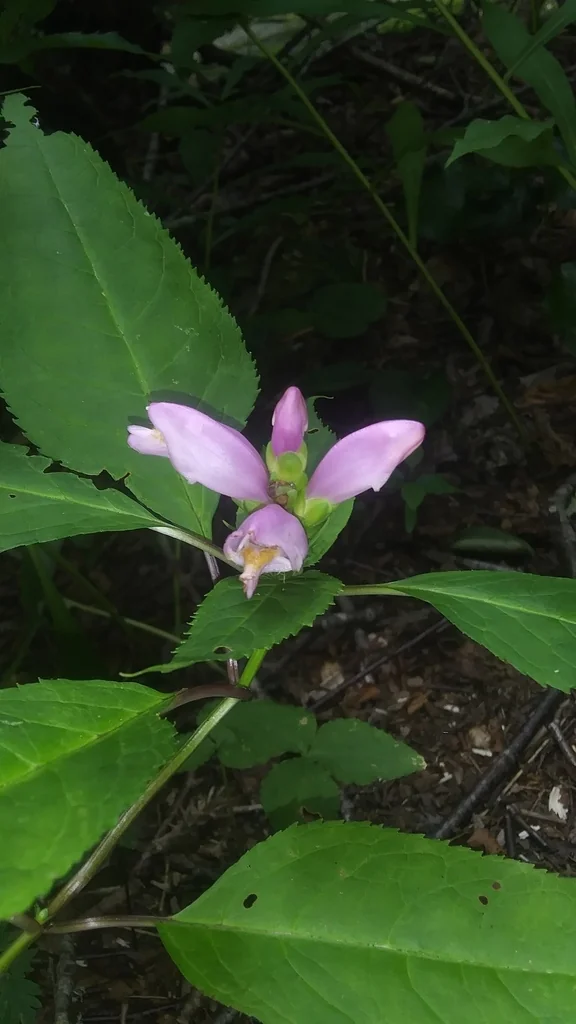 Chelone Lyonii