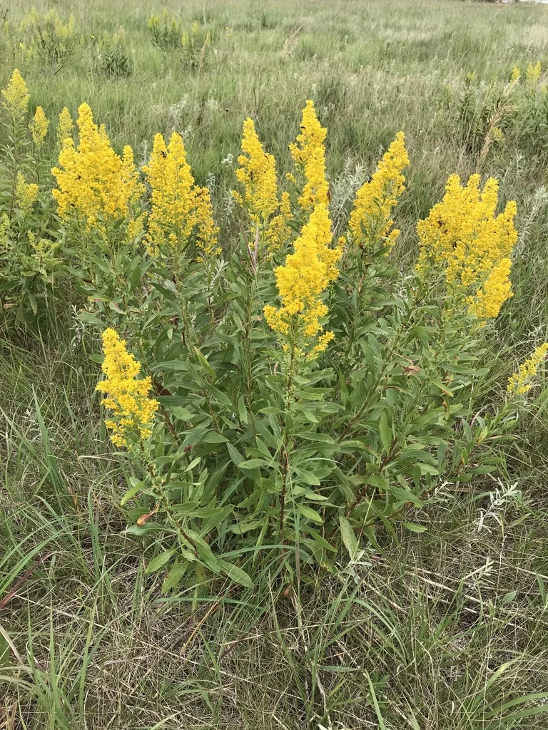 Solidago Speciosa