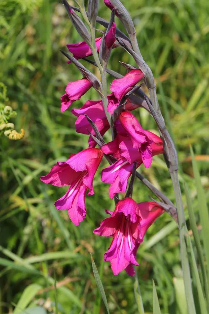 Gladiolus Communis