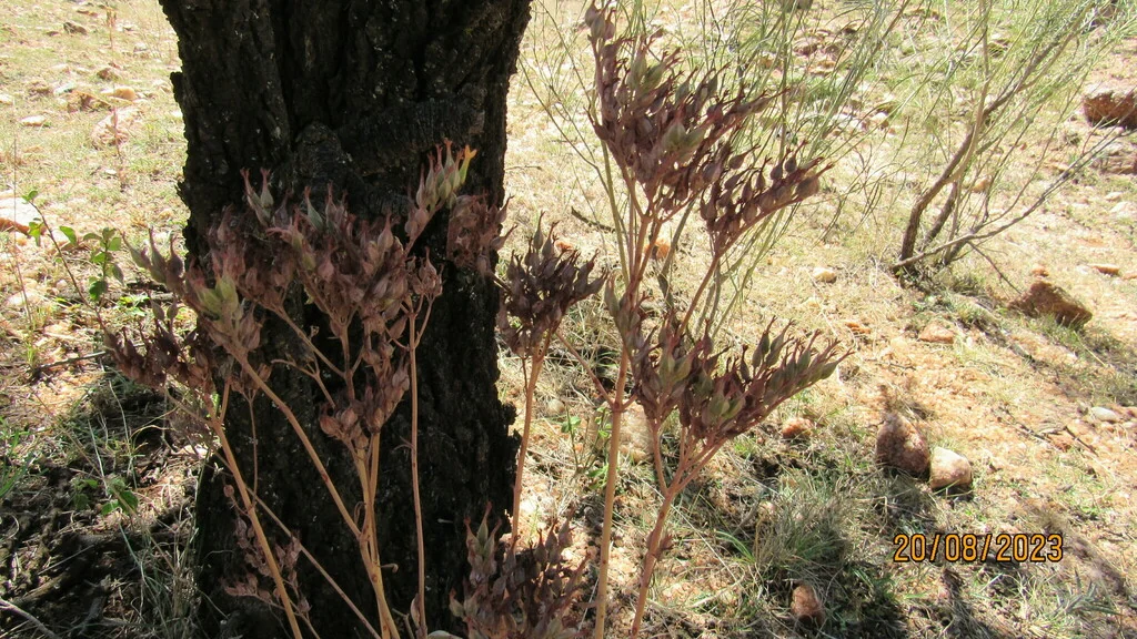 Kalanchoe Flammea