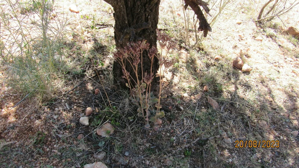 Kalanchoe Flammea