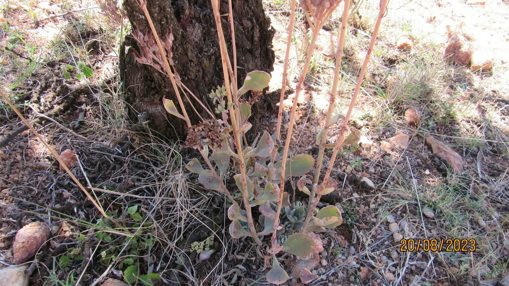 Kalanchoe Flammea