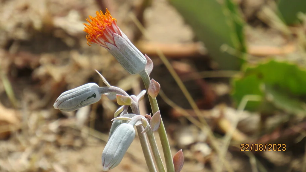Senecio Jacobsenii