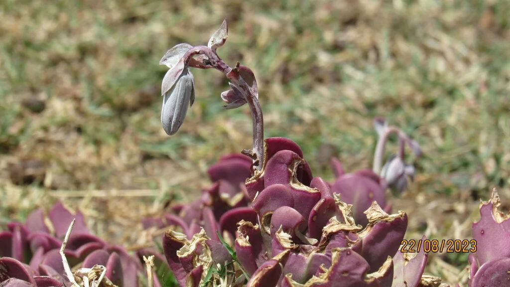 Senecio Jacobsenii
