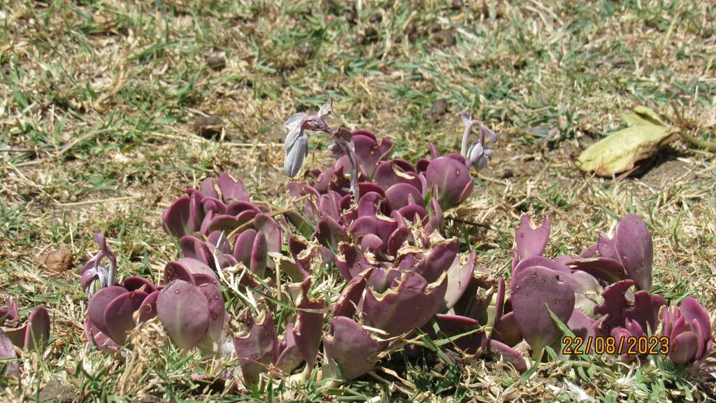 Senecio Jacobsenii