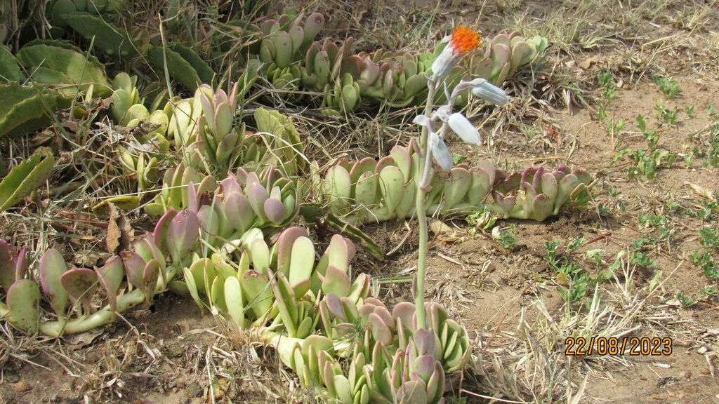 Senecio Jacobsenii