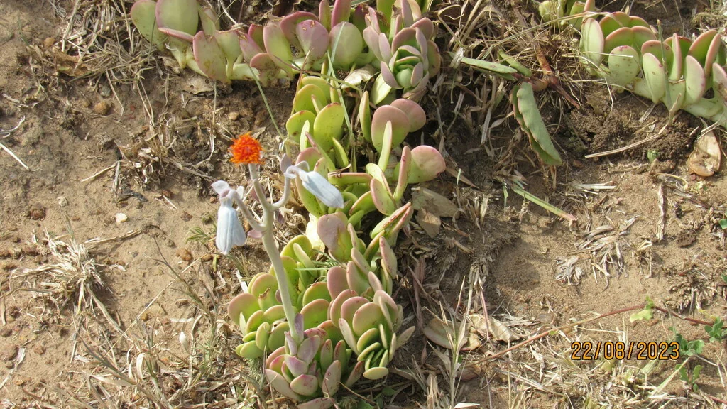 Senecio Jacobsenii