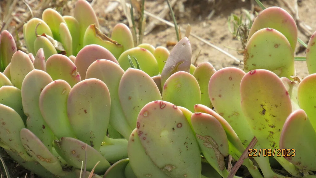 Senecio Jacobsenii