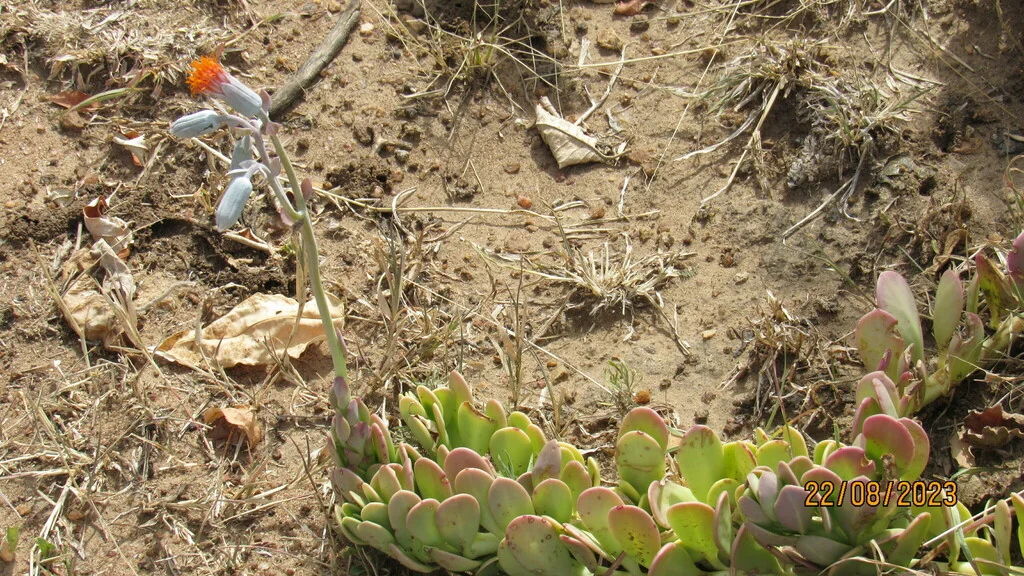 Senecio Jacobsenii