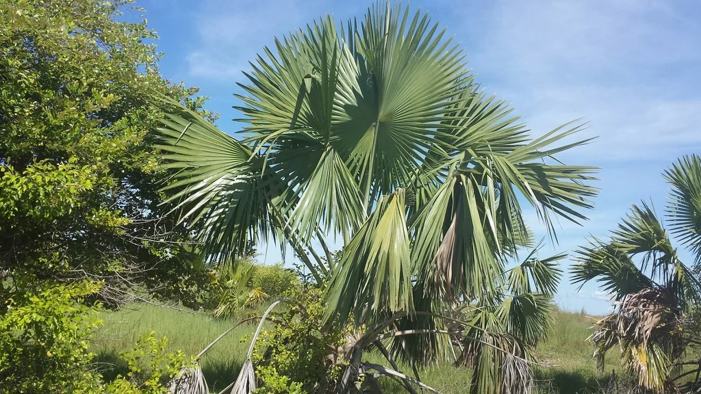 Bismarckia Nobilis