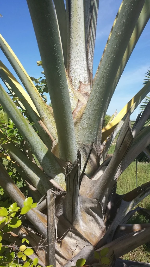 Bismarckia Nobilis
