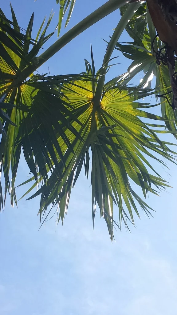 Bismarckia Nobilis