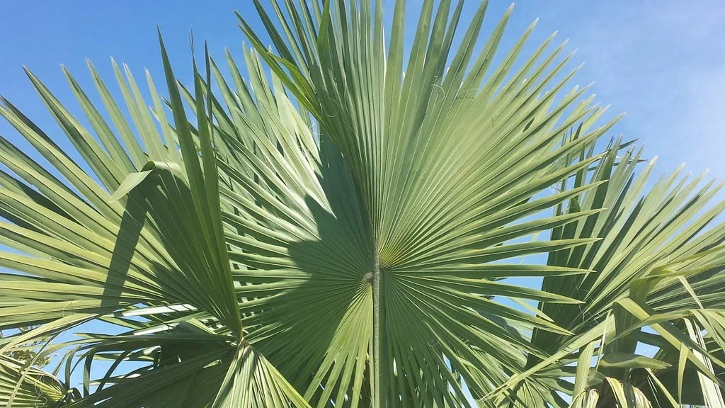Bismarckia Nobilis