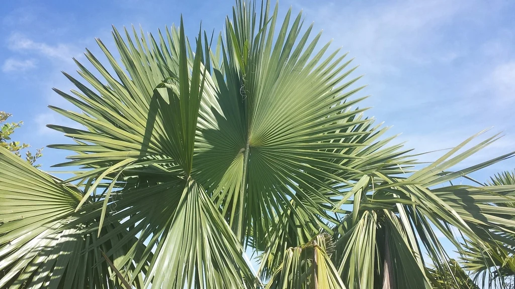 Bismarckia Nobilis