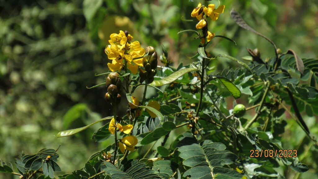 Senna Didymobotrya