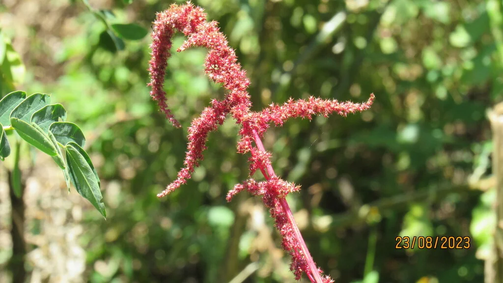 Amaranthus Caudatus