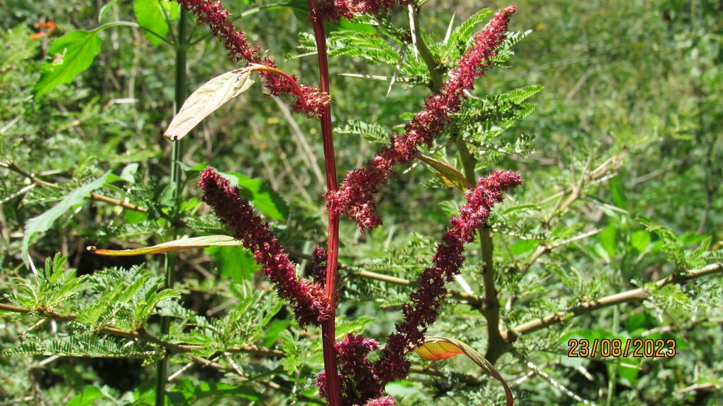 Amaranthus Caudatus