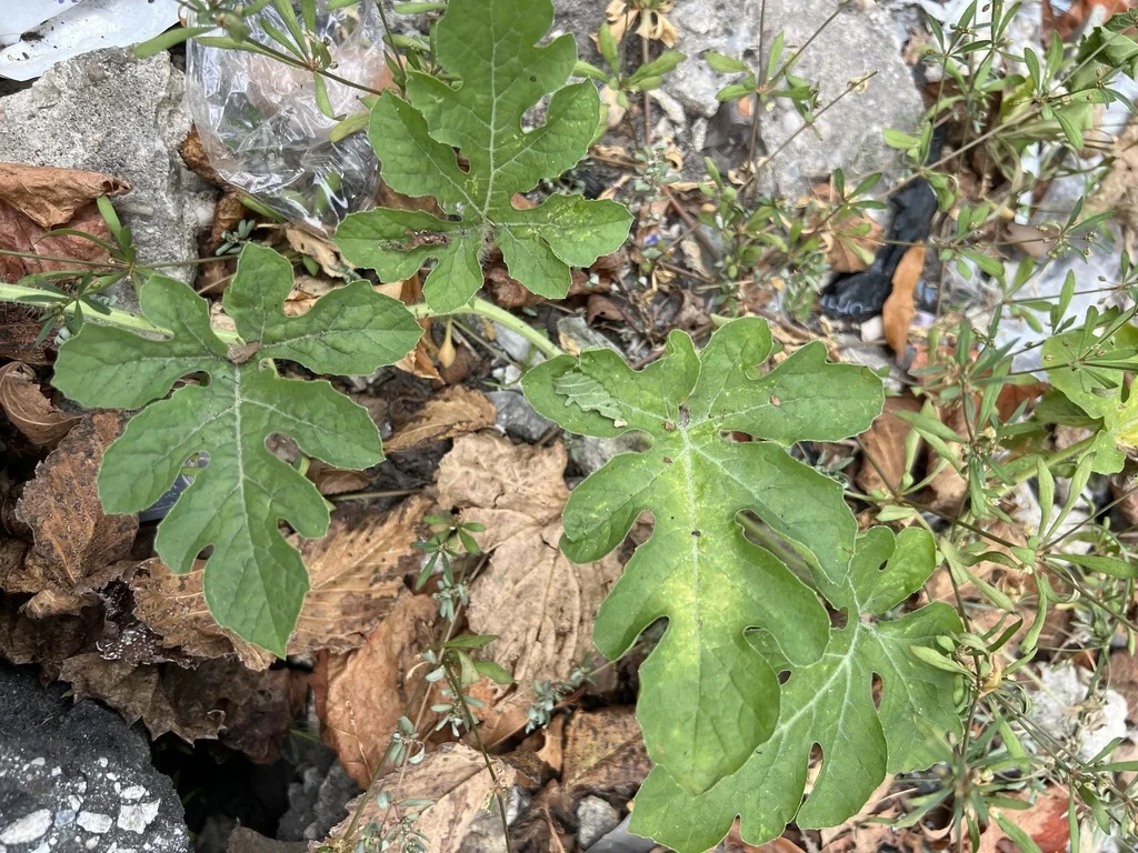 Citrullus Lanatus