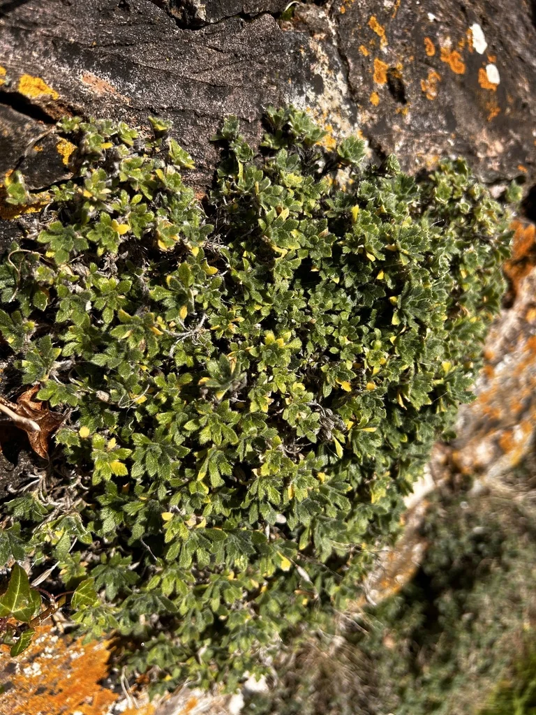 Aubrieta Deltoidea