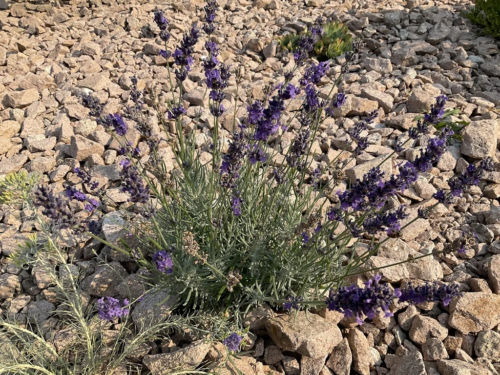 Lavandula angustifolia