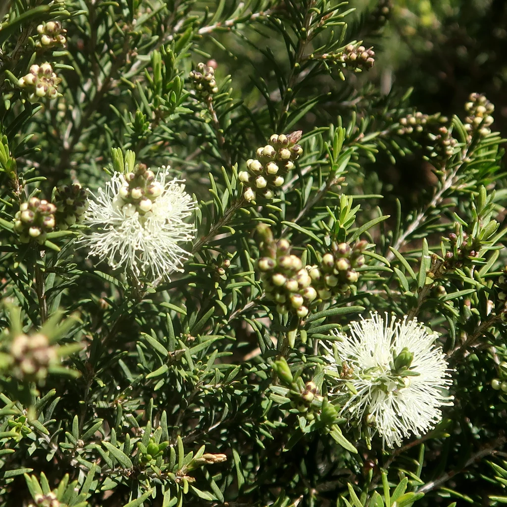 Melaleuca Ericifolia