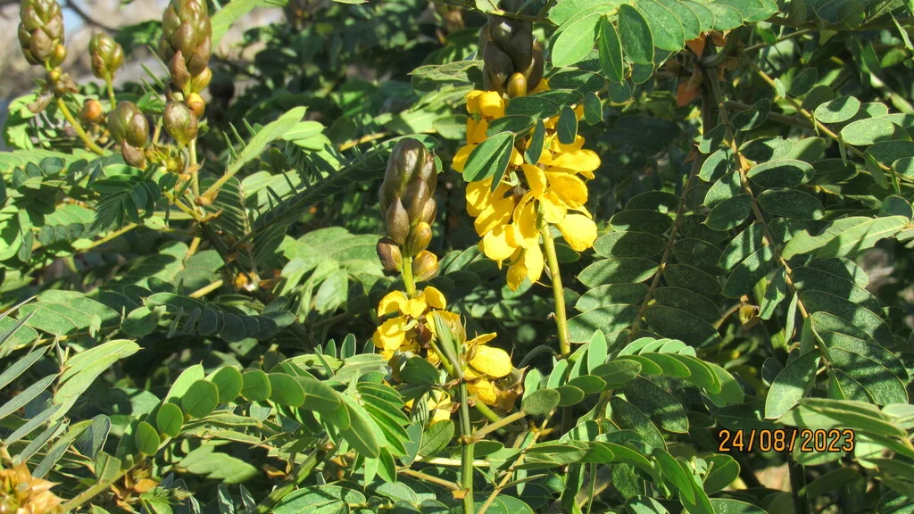 Senna Didymobotrya