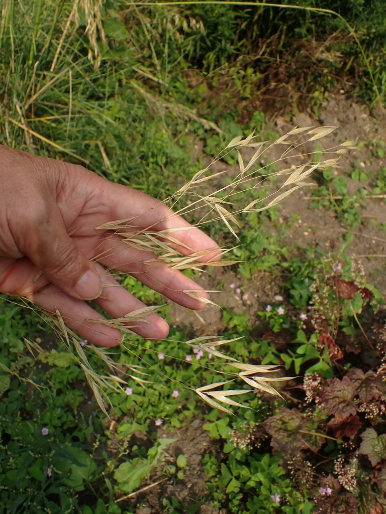 Stipa Gigantea